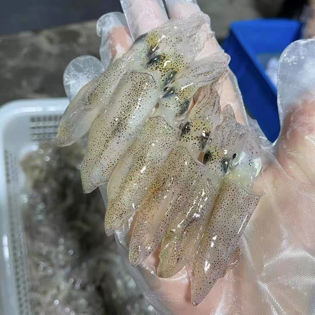 广东阳江小鱿鱼鲜活冷冻海捕海鲜水产海兔子笔管一口鱿灯照鱿鱼