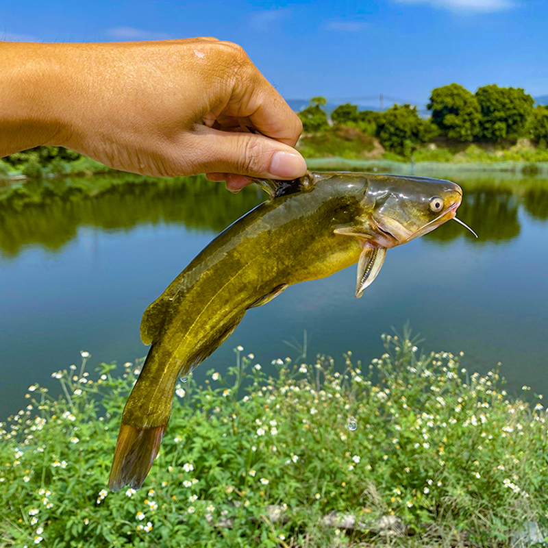 黄骨鱼 苗淡水养殖食用活鱼昂刺黄鸭叫冷水观赏黄辣丁鱼儿的视频