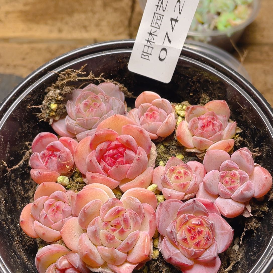 多肉植物多肉植物742