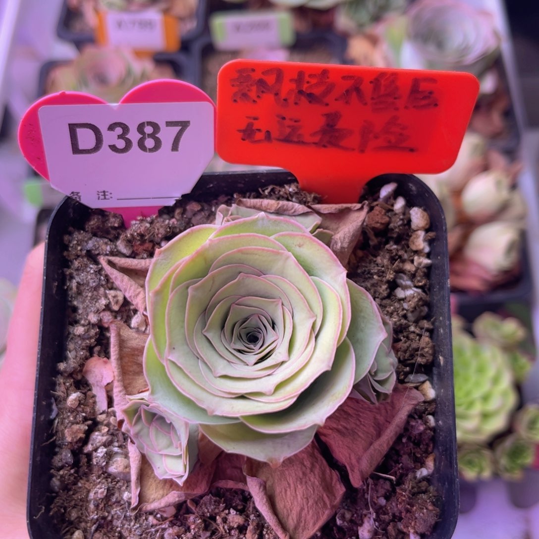山地玫瑰一物一拍D387 裸根发