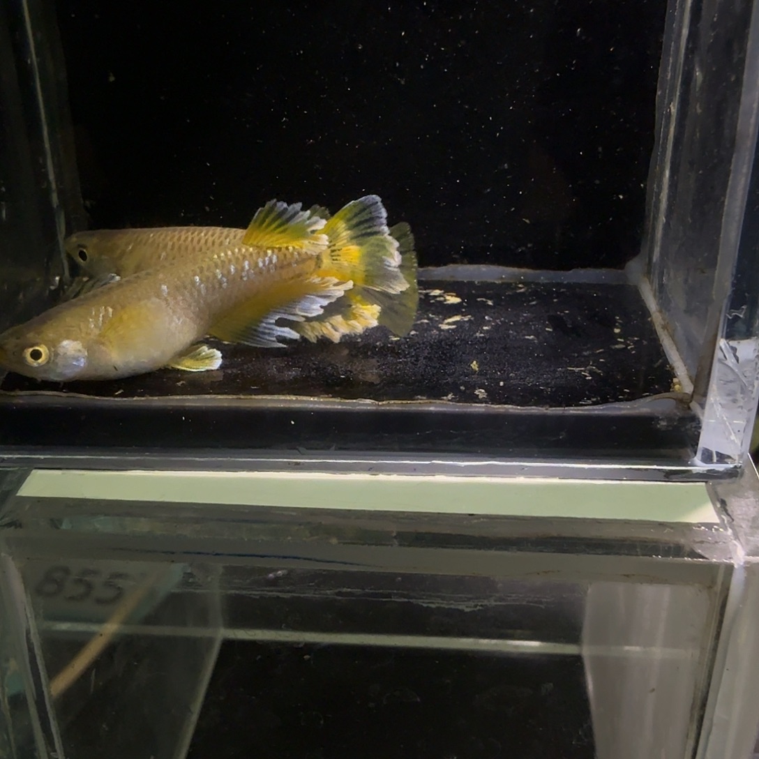 青鳉鱼一物一拍855