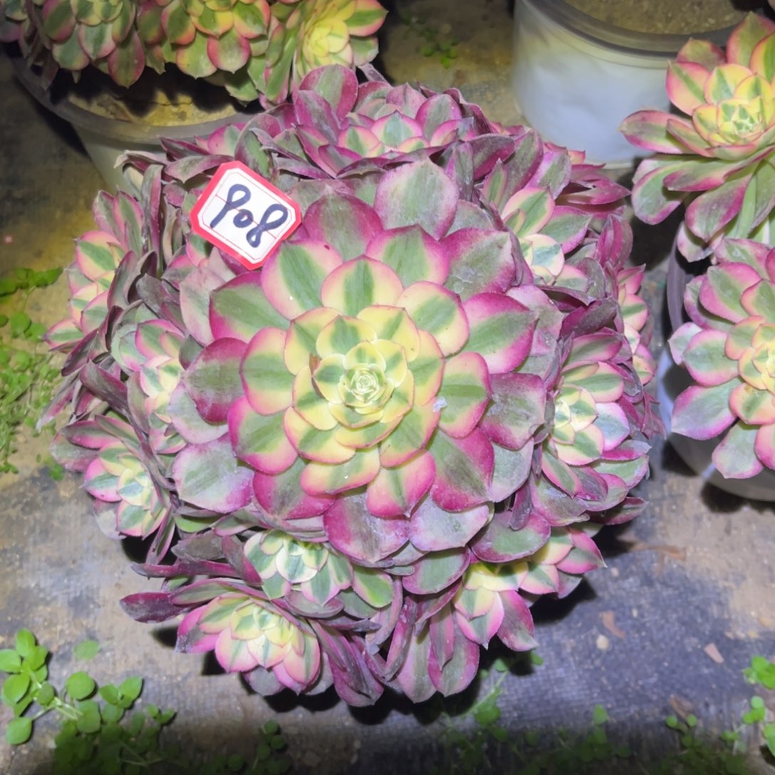 908多肉植物荔枝法师