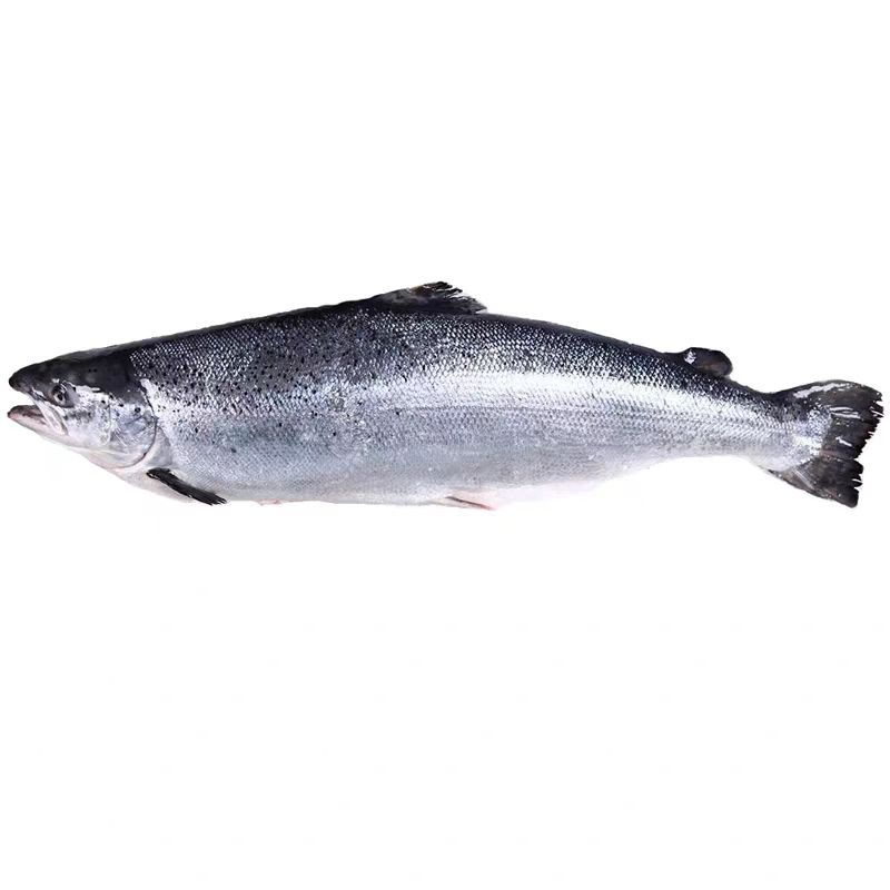 江苏赣榆发货整条三文鱼整条刺身寿司生鱼片海鲜8斤