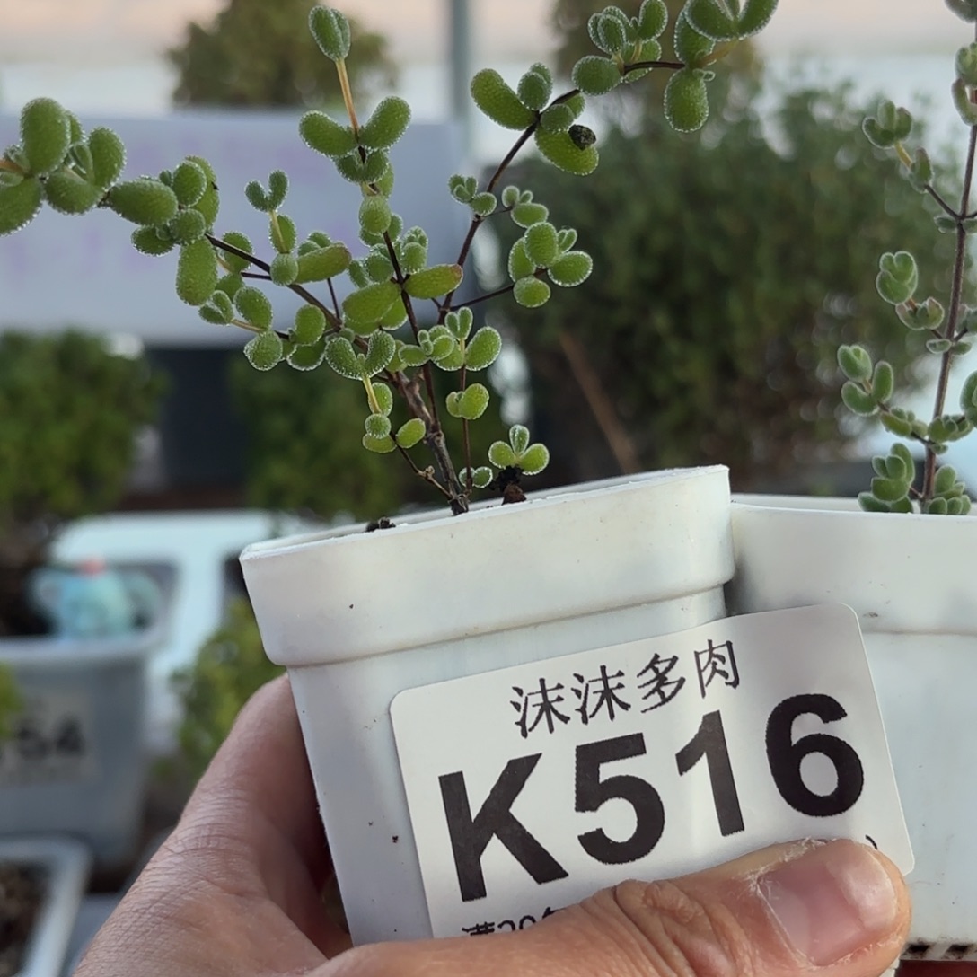 516翡翠和月曲组合