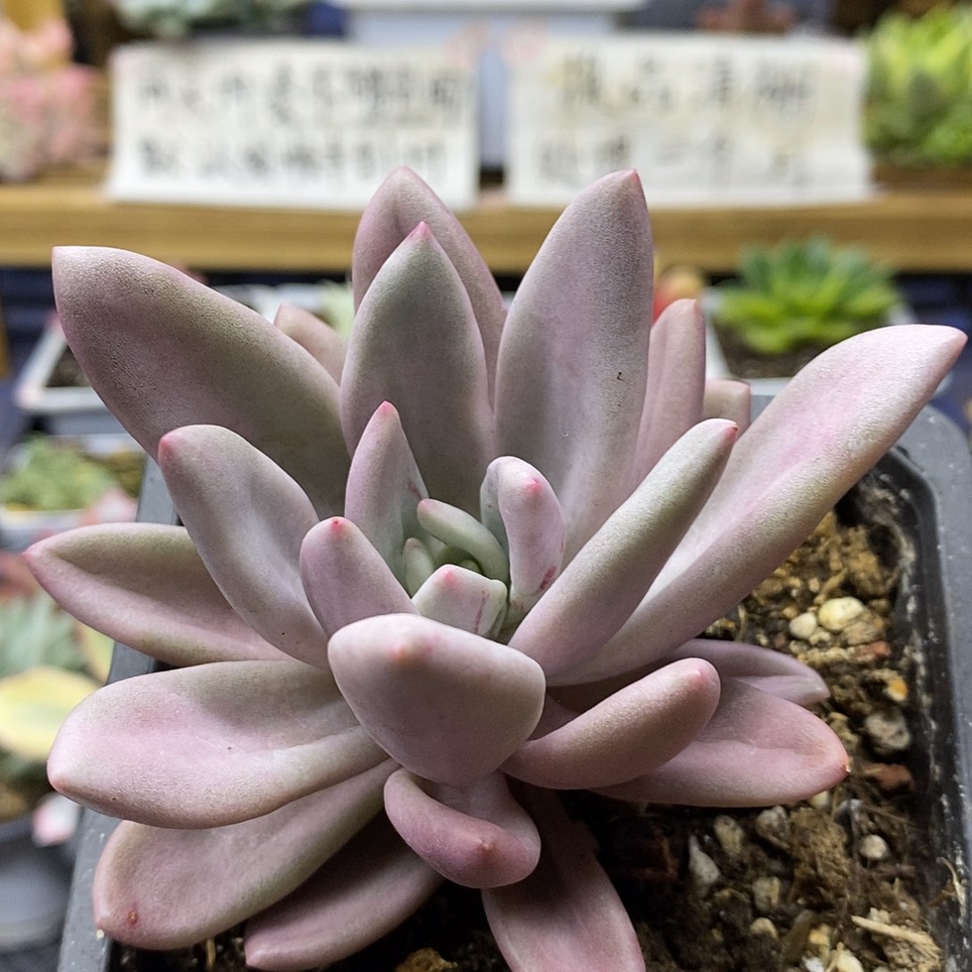 26124 桃花源锦多肉