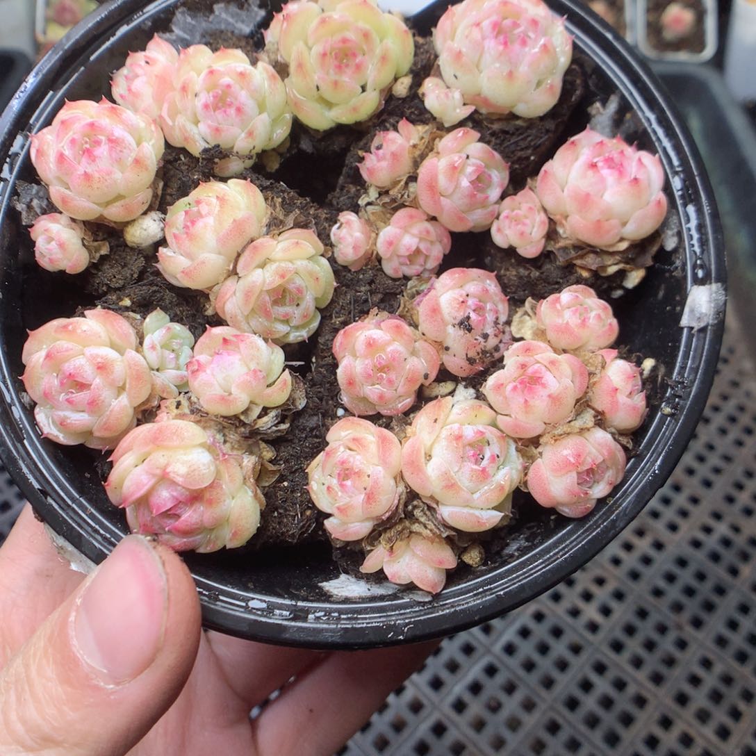 无花朵Q72 胭脂云yyyyy