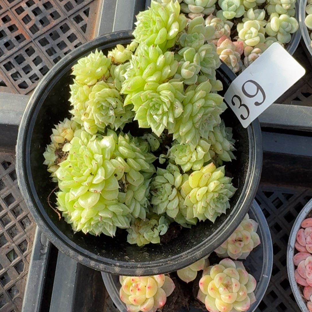 多肉植物多肉植物39