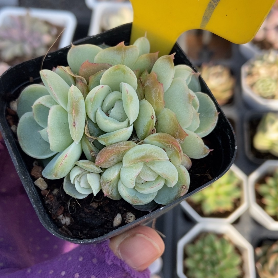 727胖虎珍妮多肉多肉