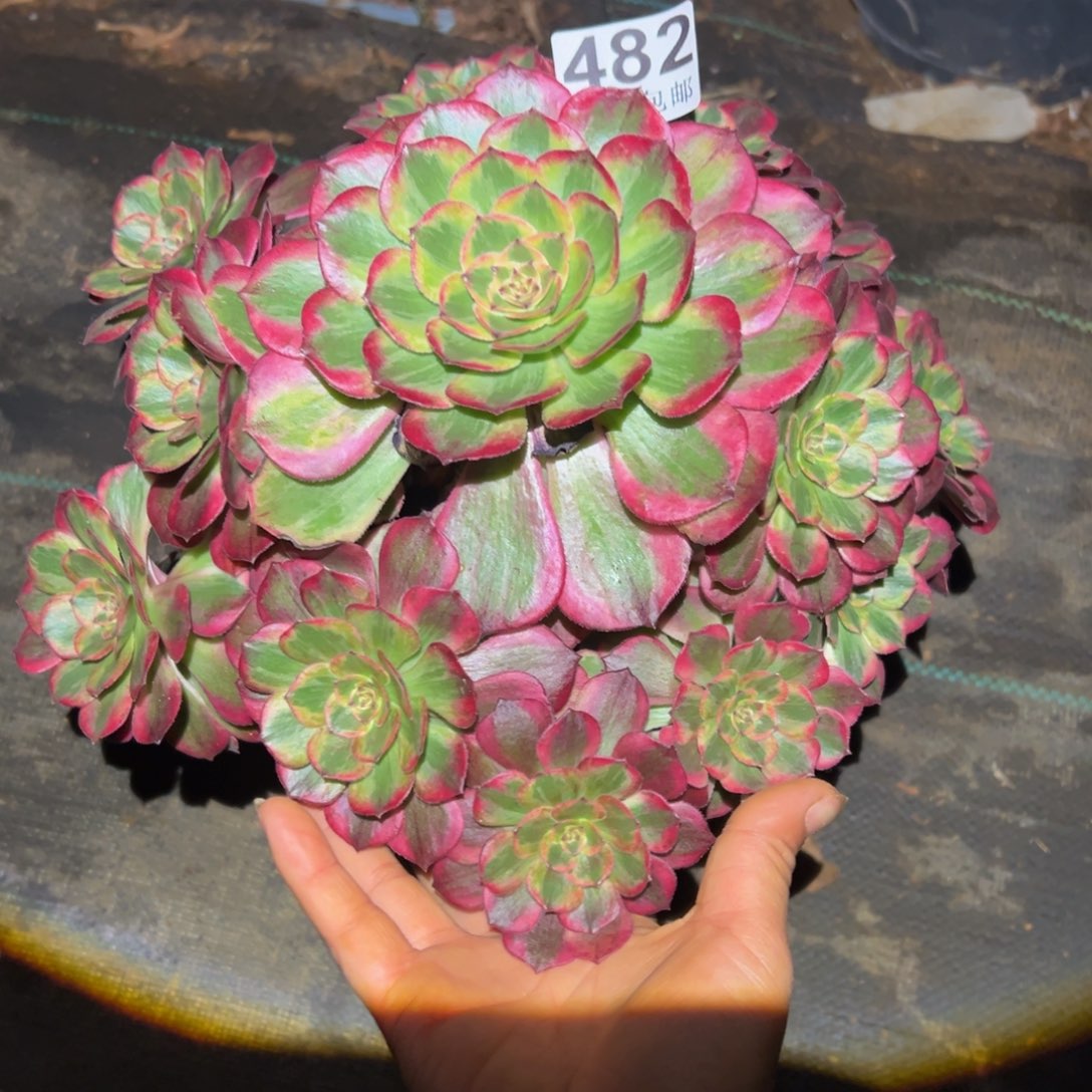 多肉植物482赤子心