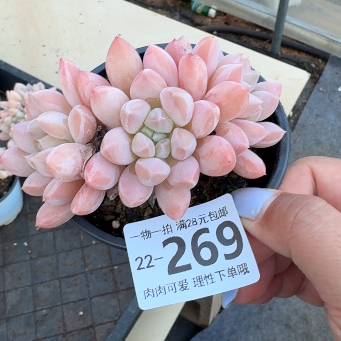 星空美人无盆土发货无