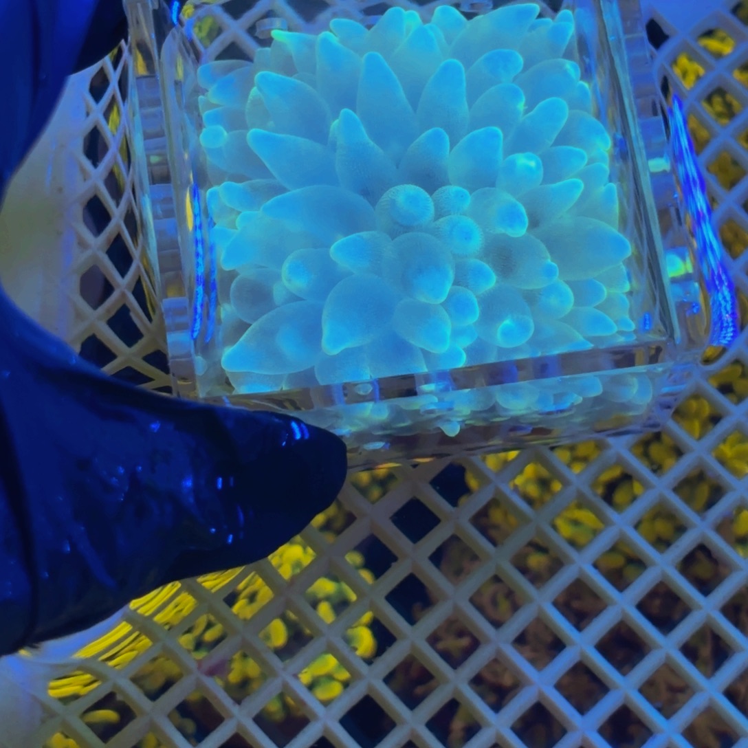 ****地纽扣珊瑚珊瑚一颗