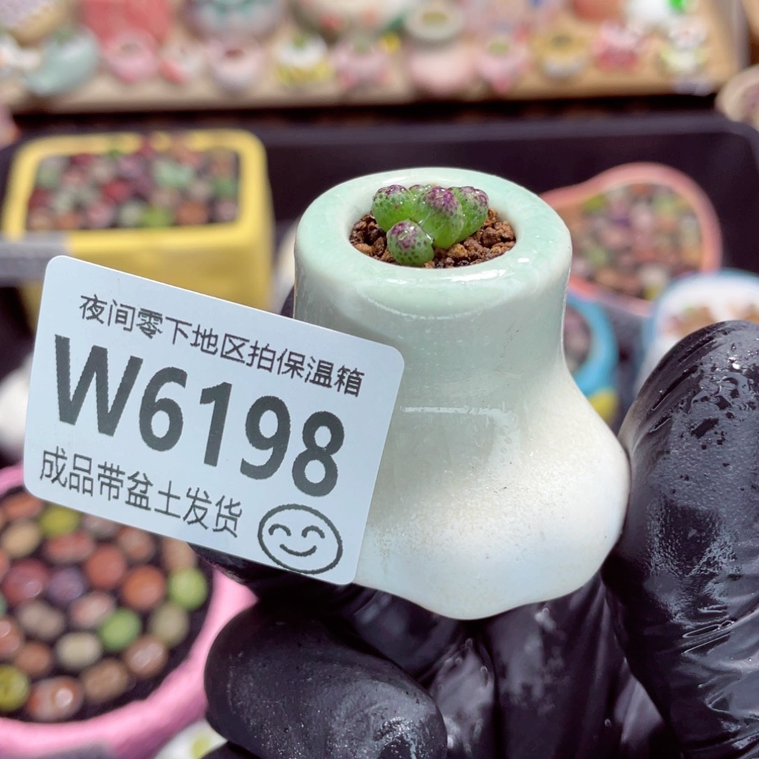 夜间零下地区拍保温箱w6198