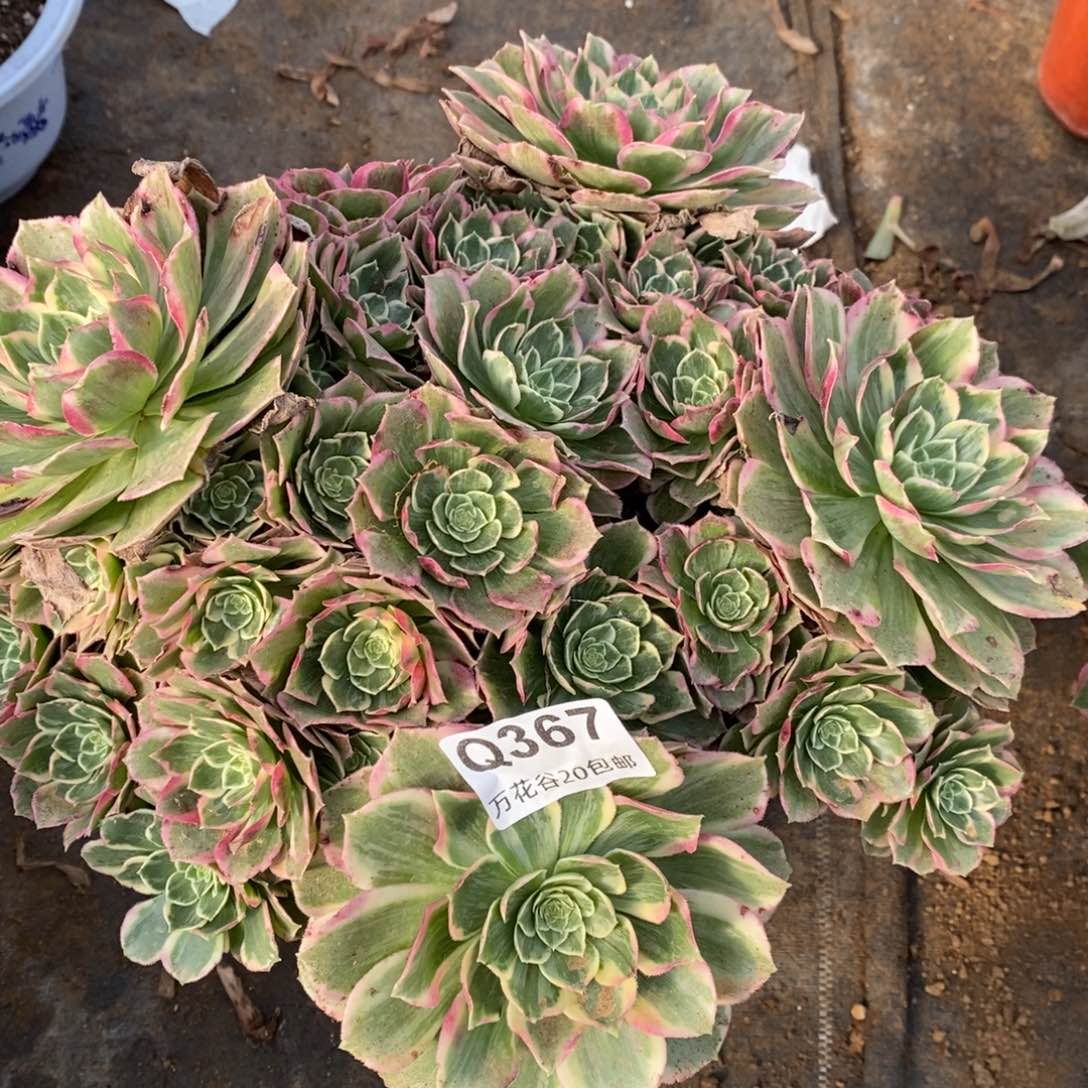 367万彩灯多肉植物