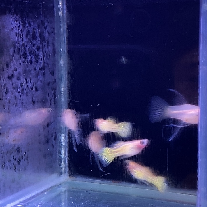 孔雀鱼玻璃猫大西3对