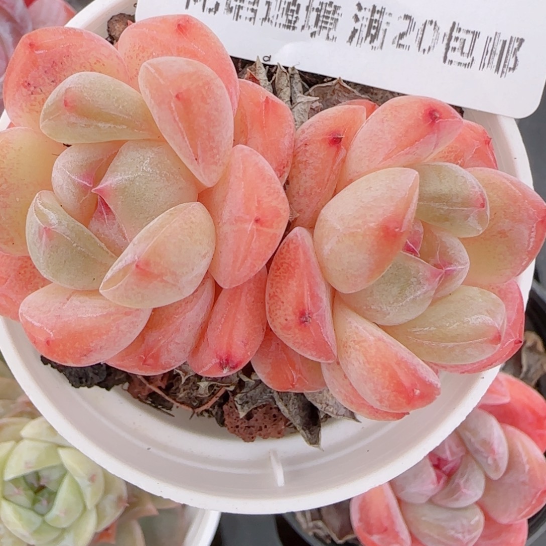 夏***甜花语多肉1227-137