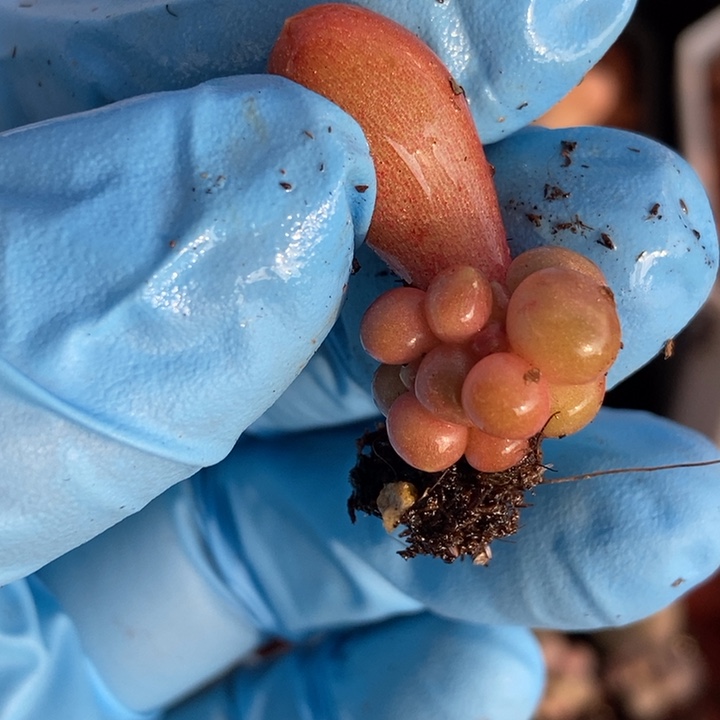 潘朵拉多肉植物多肉
