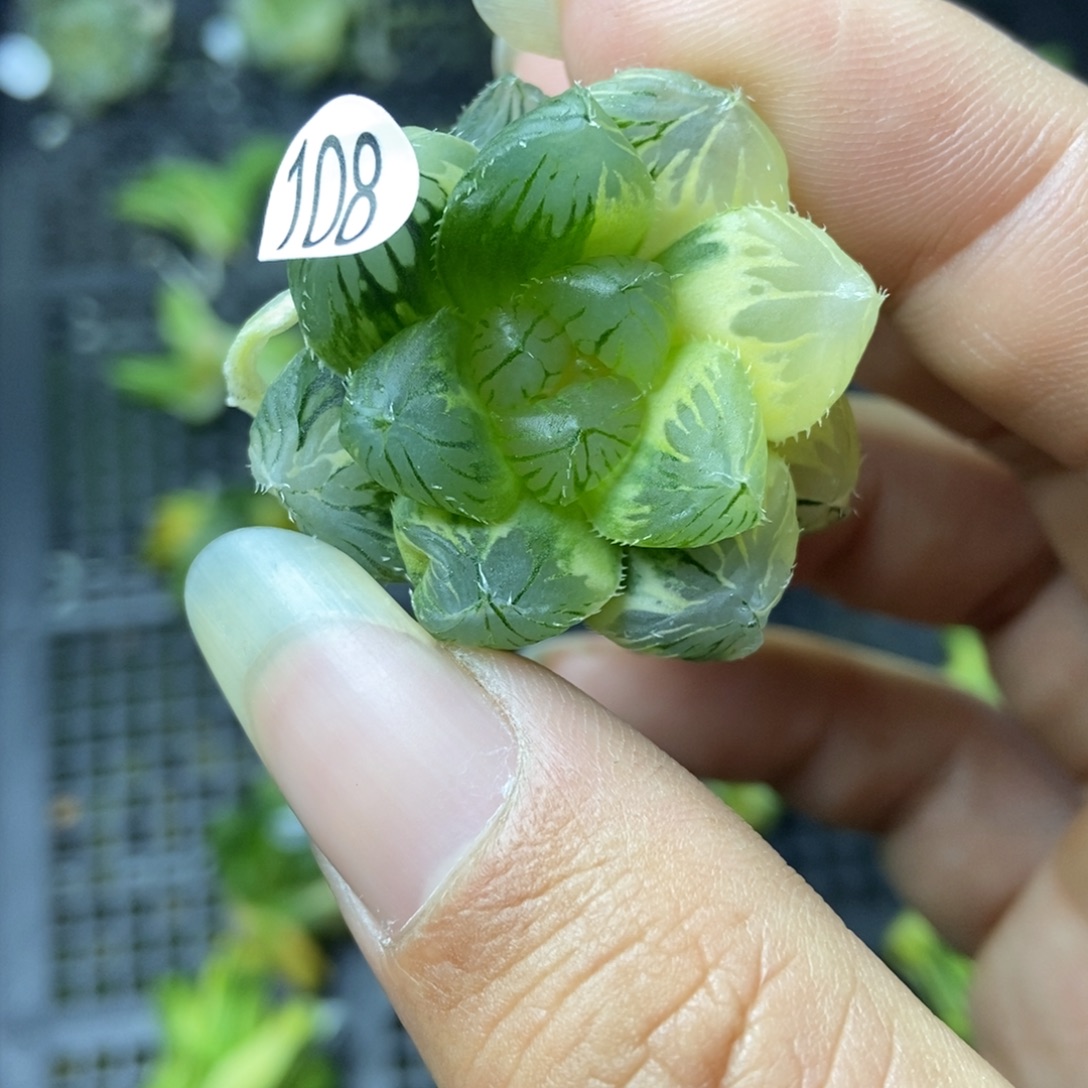 是是是是是是是是是寿