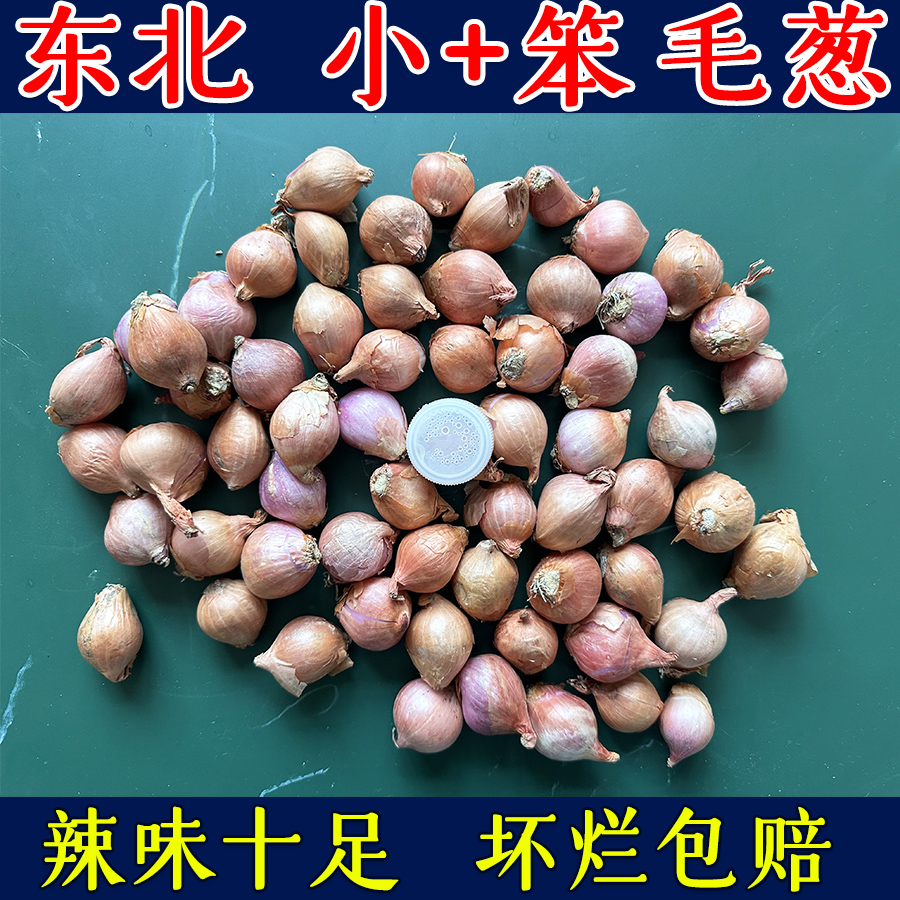 正宗东北小毛葱头小园子毛葱头笨毛葱头农家自种食用蘸酱葱