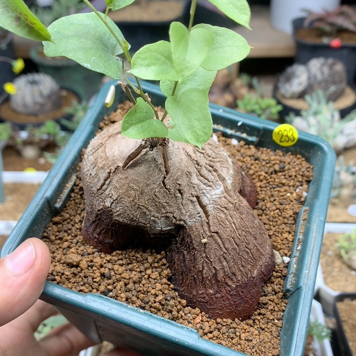 象足龟甲龙带盆多肉