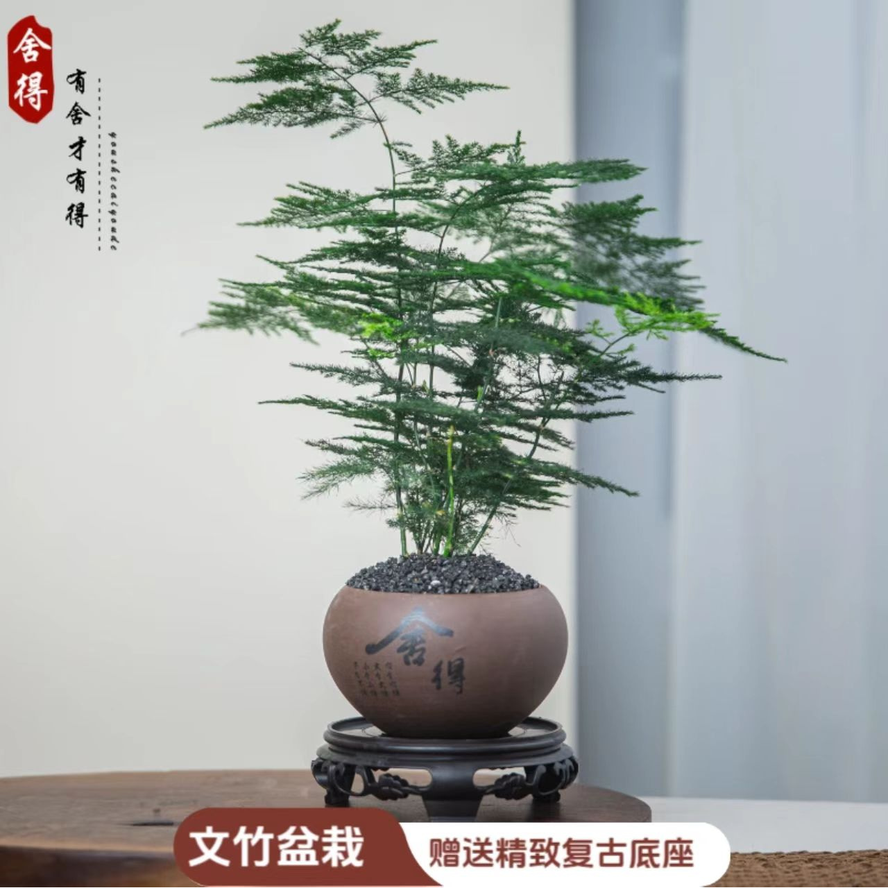 【陶瓷盆】耐寒文竹盆栽室内绿植客厅办公室茶桌面花卉植物四季常青