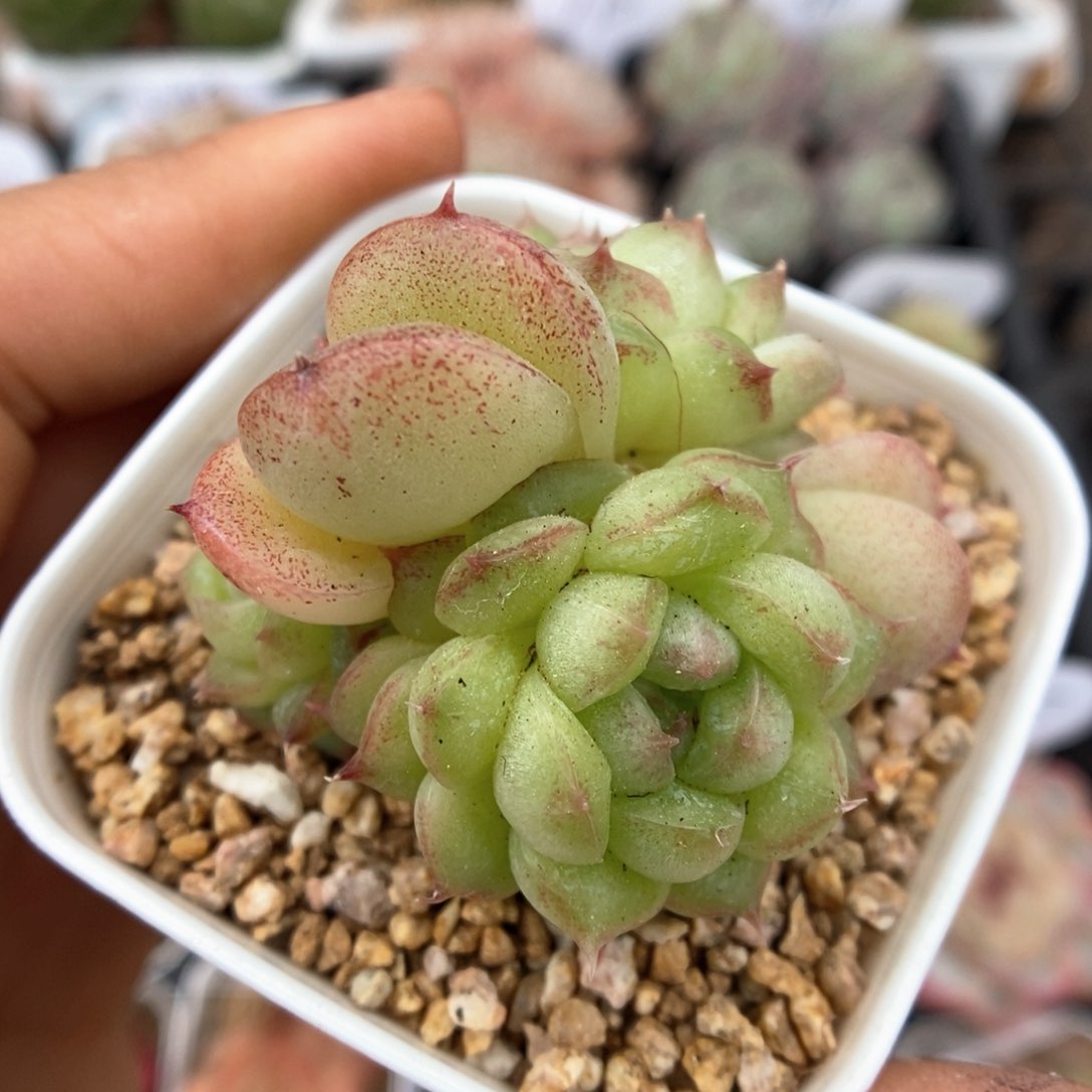 小樱三头可拍31号。     