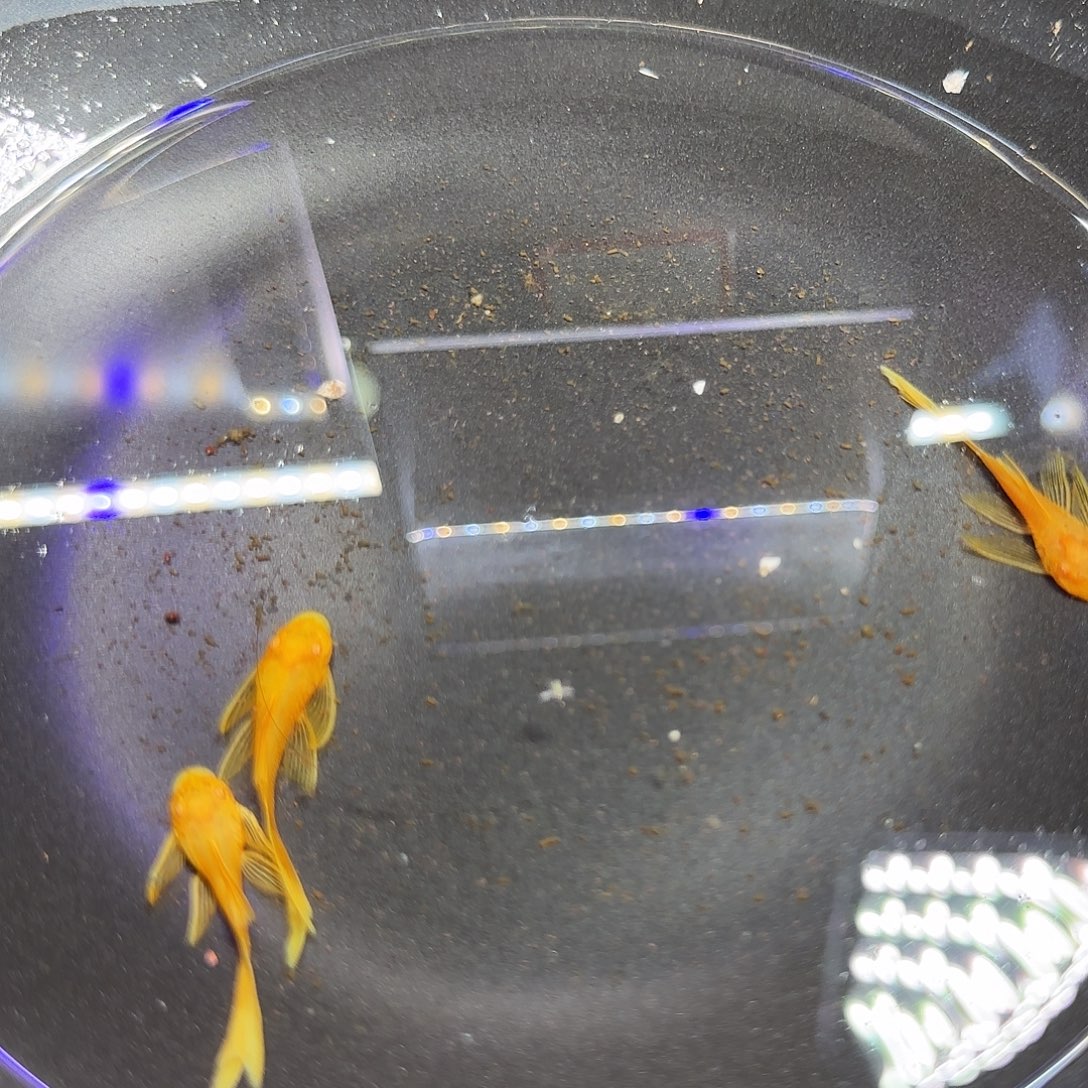 孔雀鱼黄金大帆三条