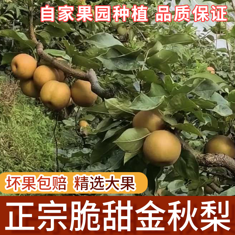 正宗金秋梨脆甜多汁精品梨子现摘现发湖南娄底高山金秋梨应季水果