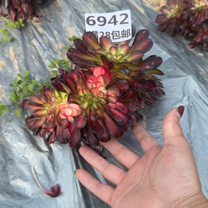 世****奈6942三号棚花蝴蝶缀D