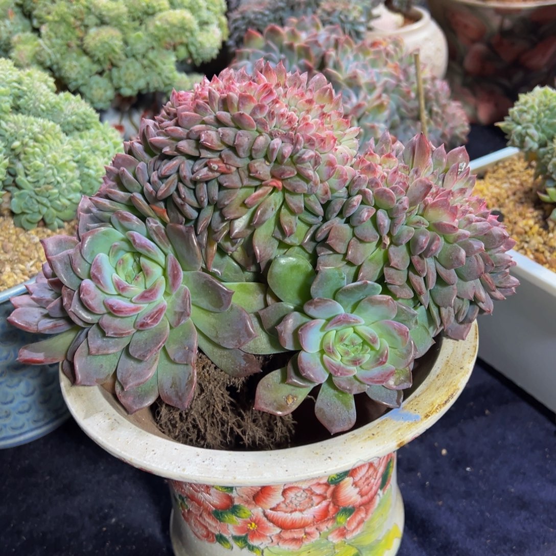 琥珀缀555 天天开心