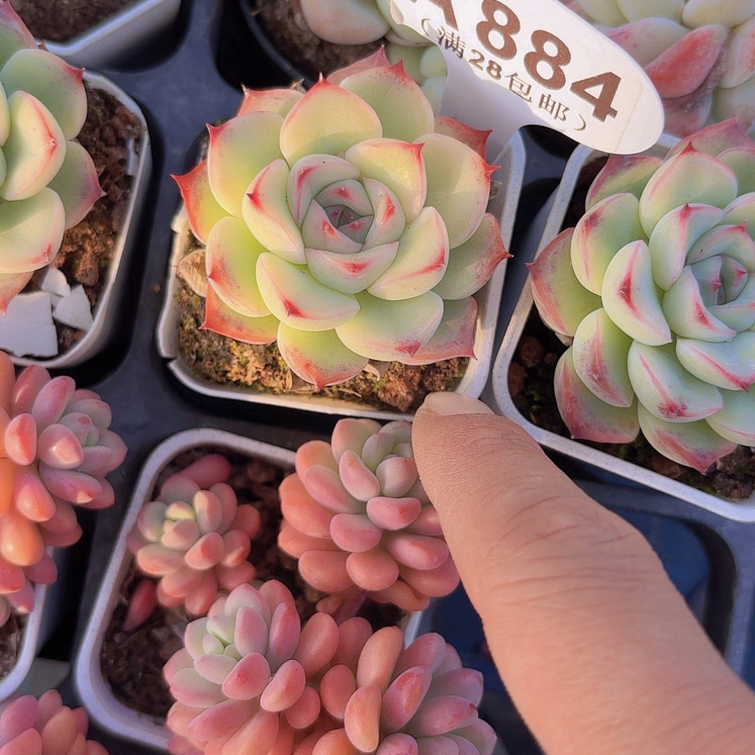 A884绿玫瑰一物一拍