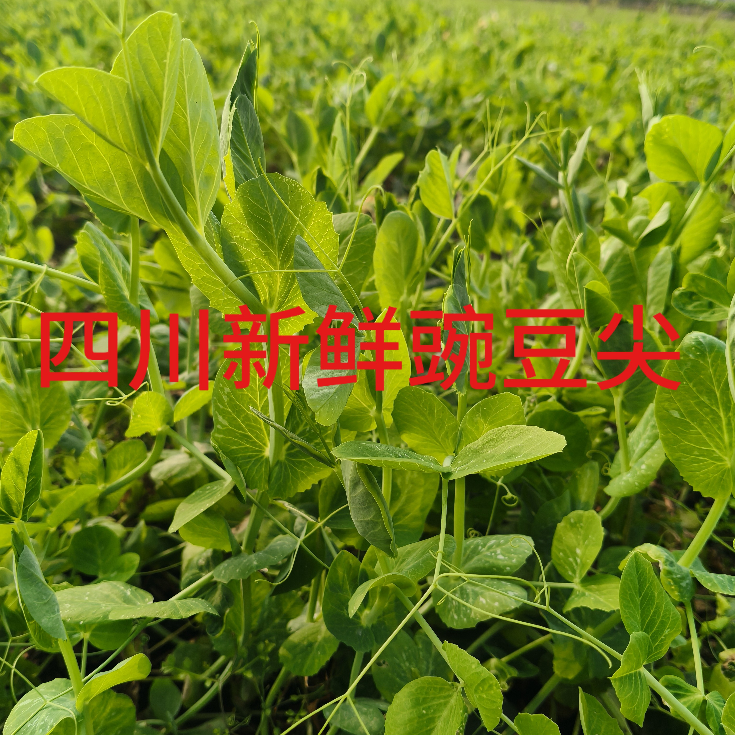 四川新鲜手工采摘豌豆尖新鲜嫩豆苗现摘豌豆尖
