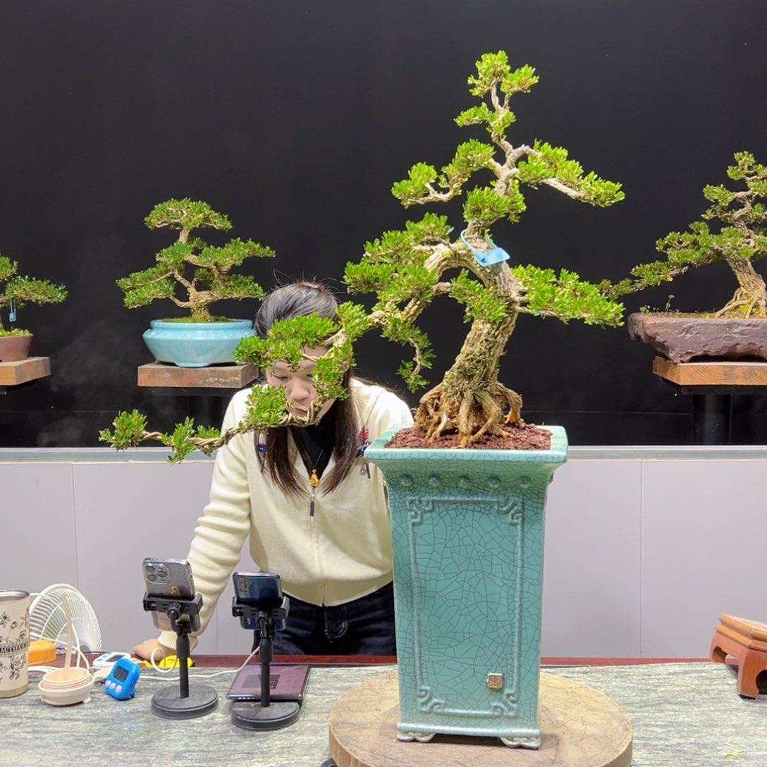 黄杨盆景老桩四季长青