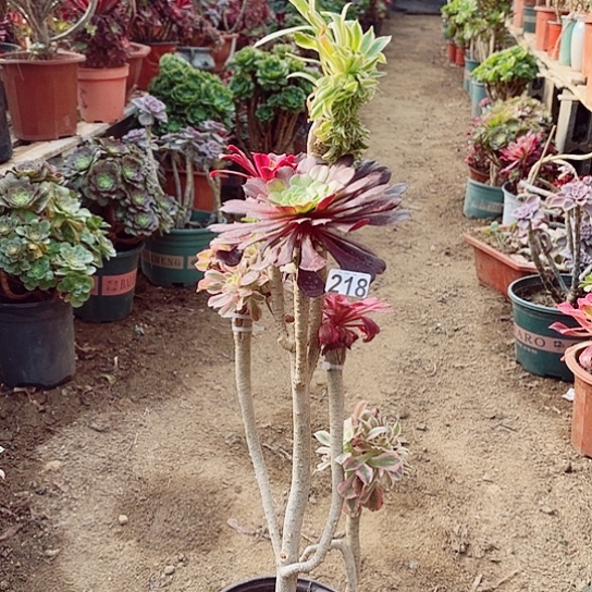 218嫁接老桩法师