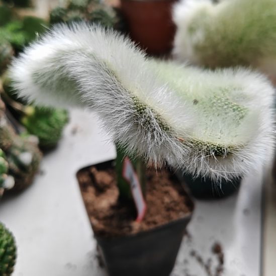 ꧔***࿐九尾狐缀化头不包损包邮非偏远福51