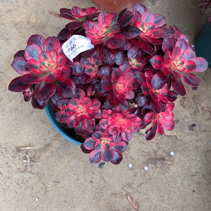 766香奈多肉植物