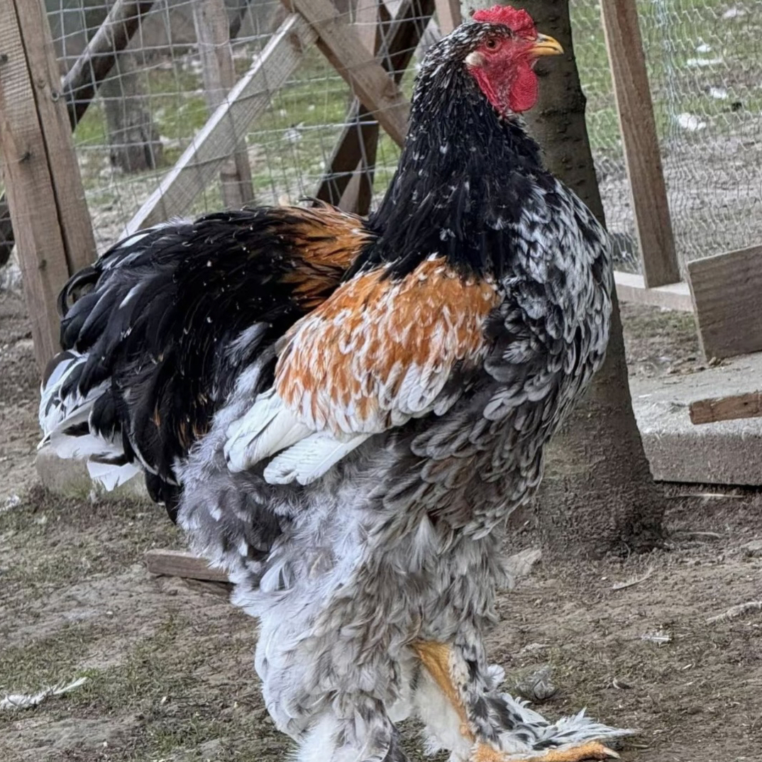 青青婆罗门标现场挑选