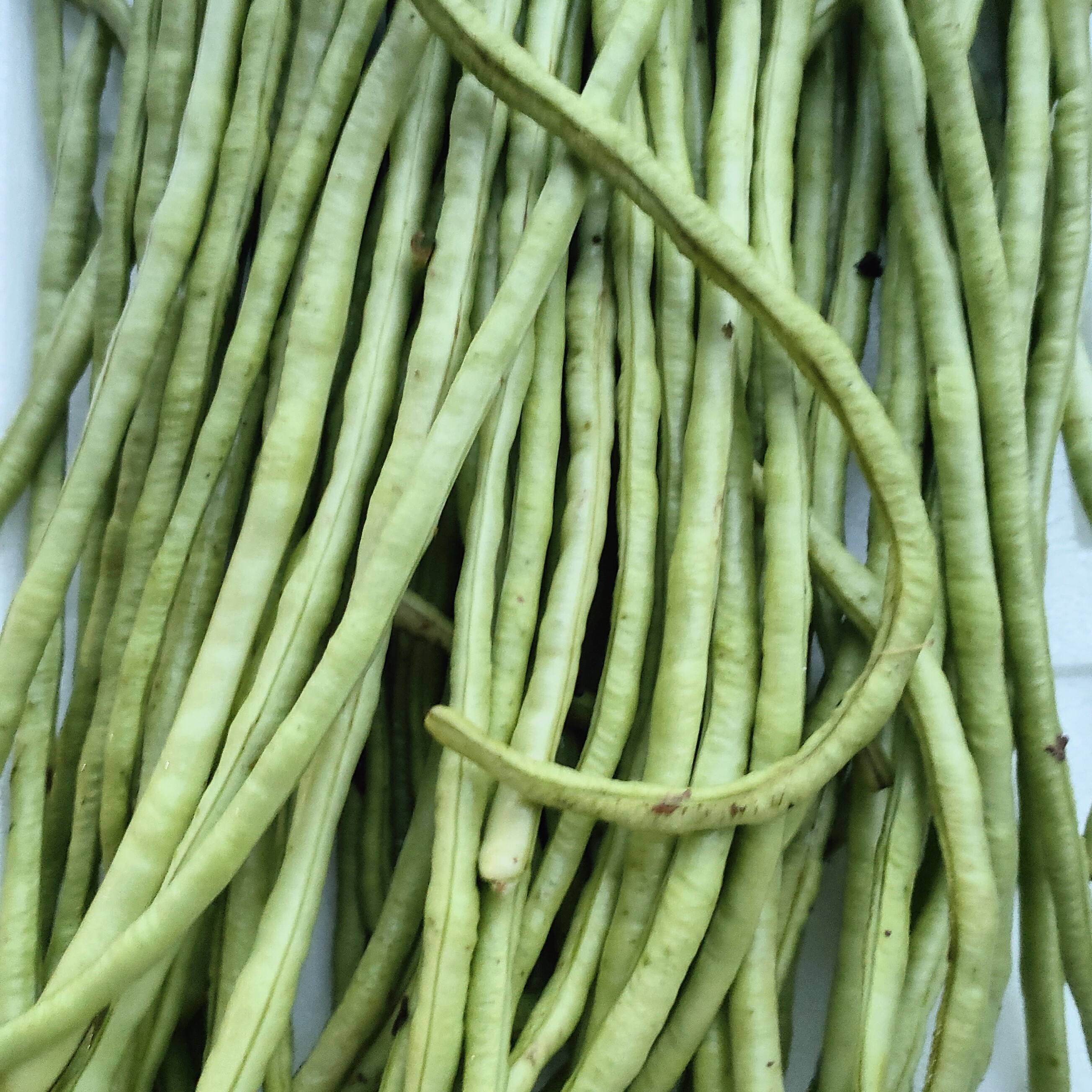 新鲜现摘农家豇豆冬豇豆嫩蔬菜可腌制泡菜