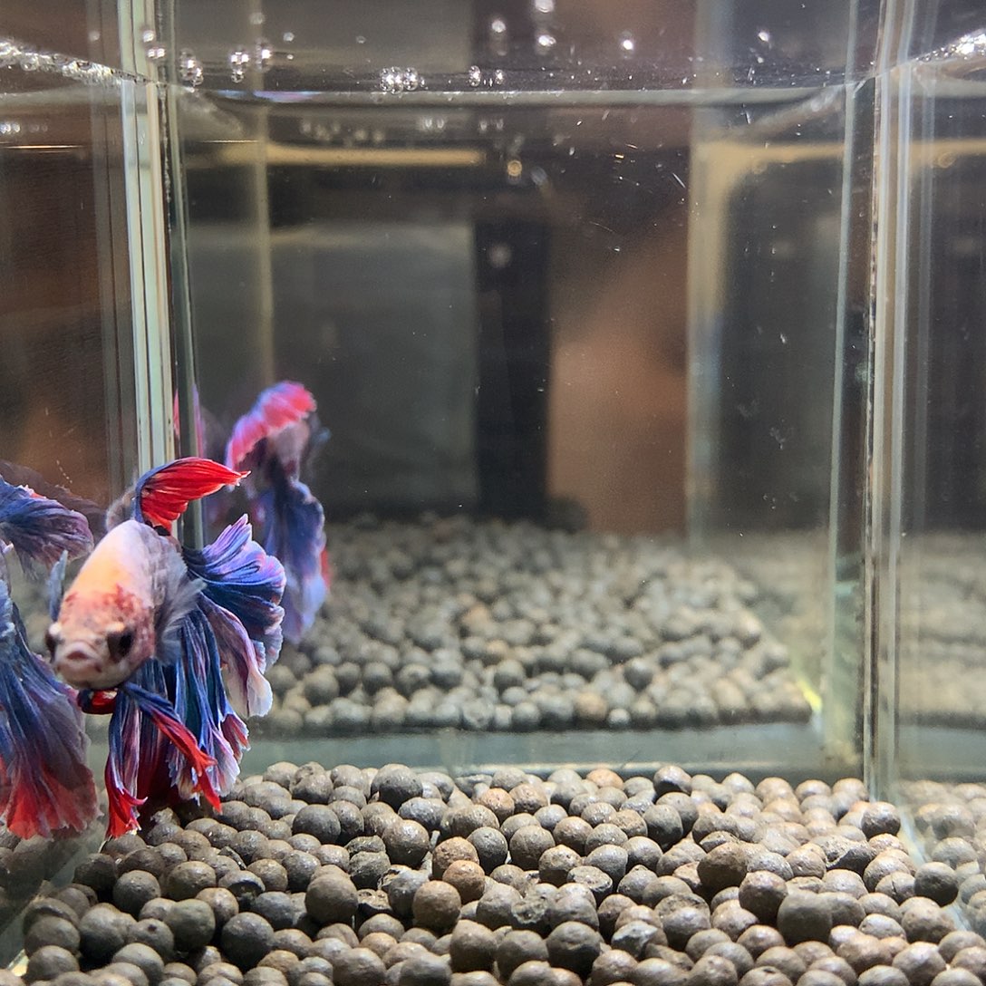 斗鱼七弟泰国斗鱼19