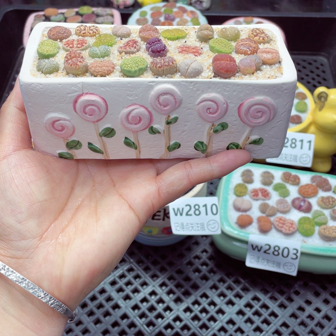 w2812 带盆土发货一物一拍