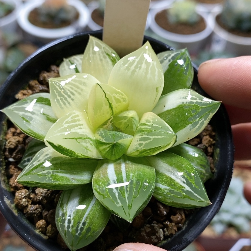 【闪购商品】67莫迪卡杂交