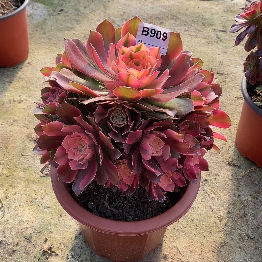 香妃多肉植物909