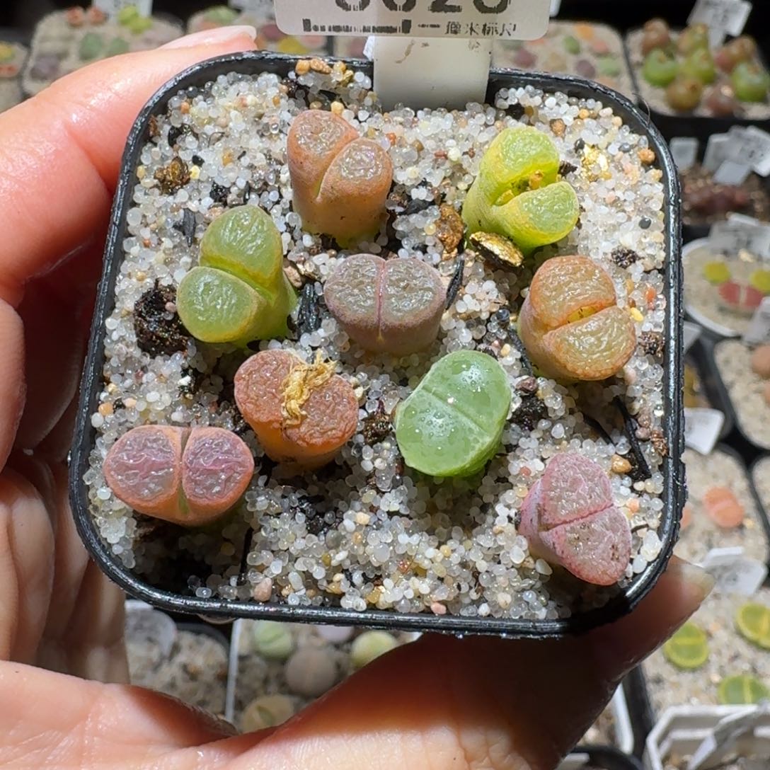 高品质生石花清清3025