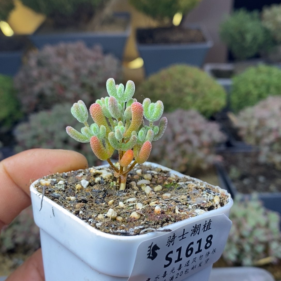 1618实生精控优选冰晶