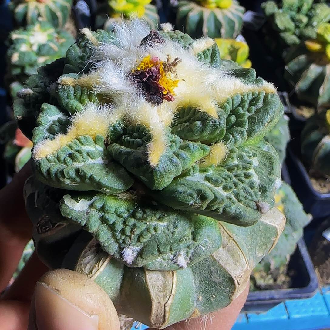 龟甲777仙人球开花