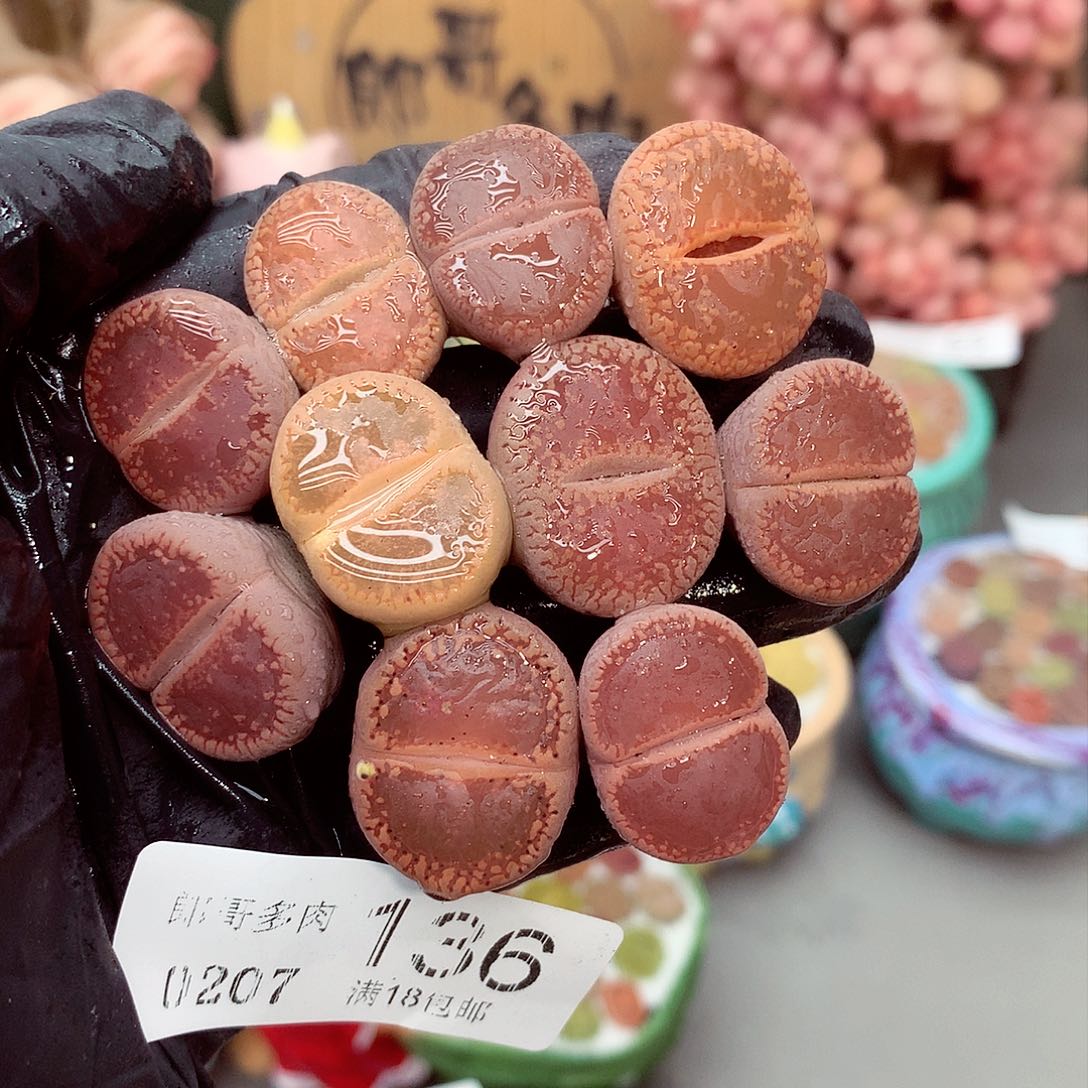 生石花满18包邮7-136