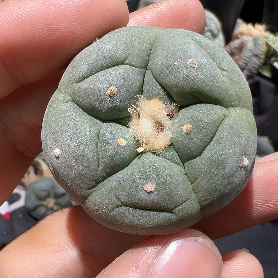 实生宽u佛头银 2