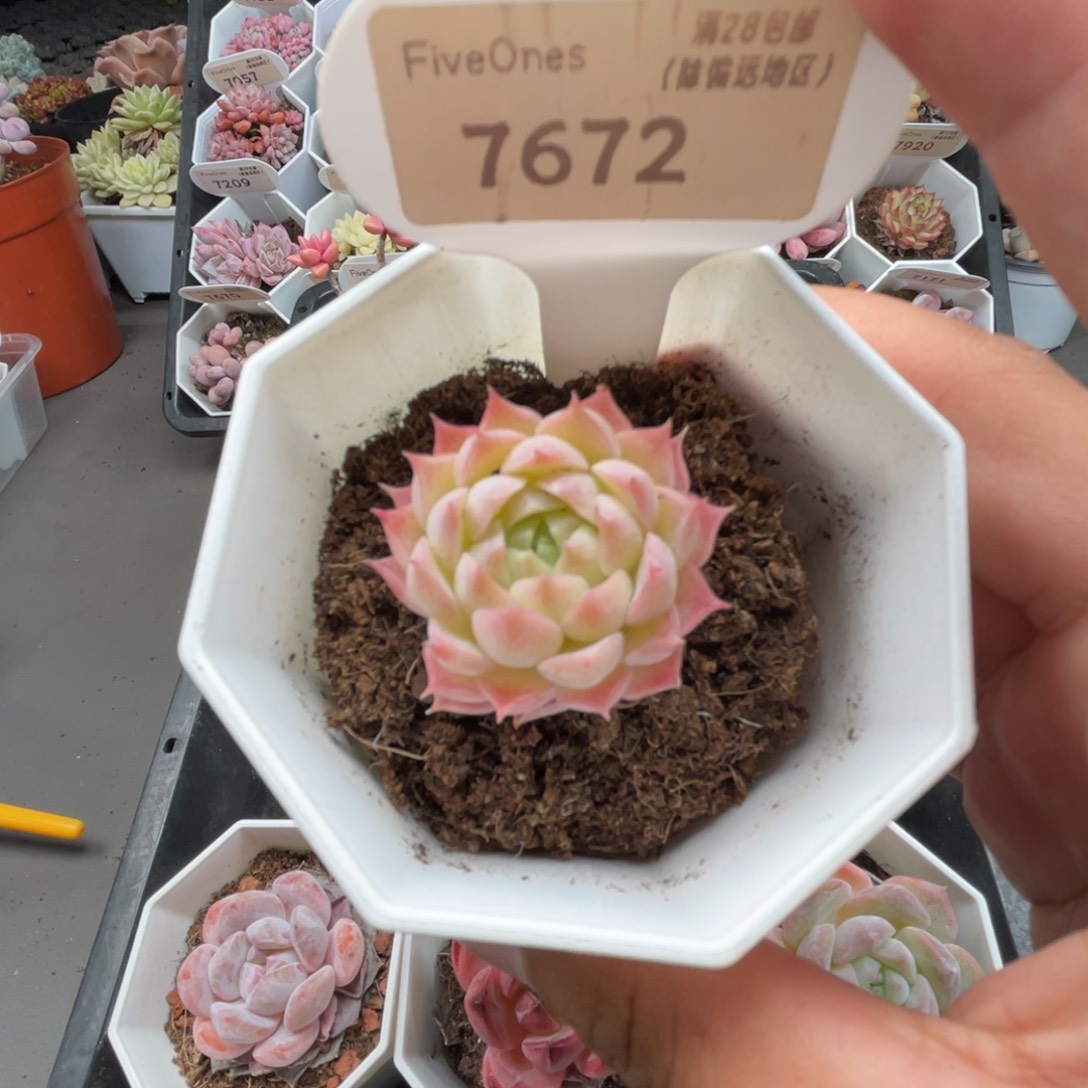 7672朱砂痣3.5厘米