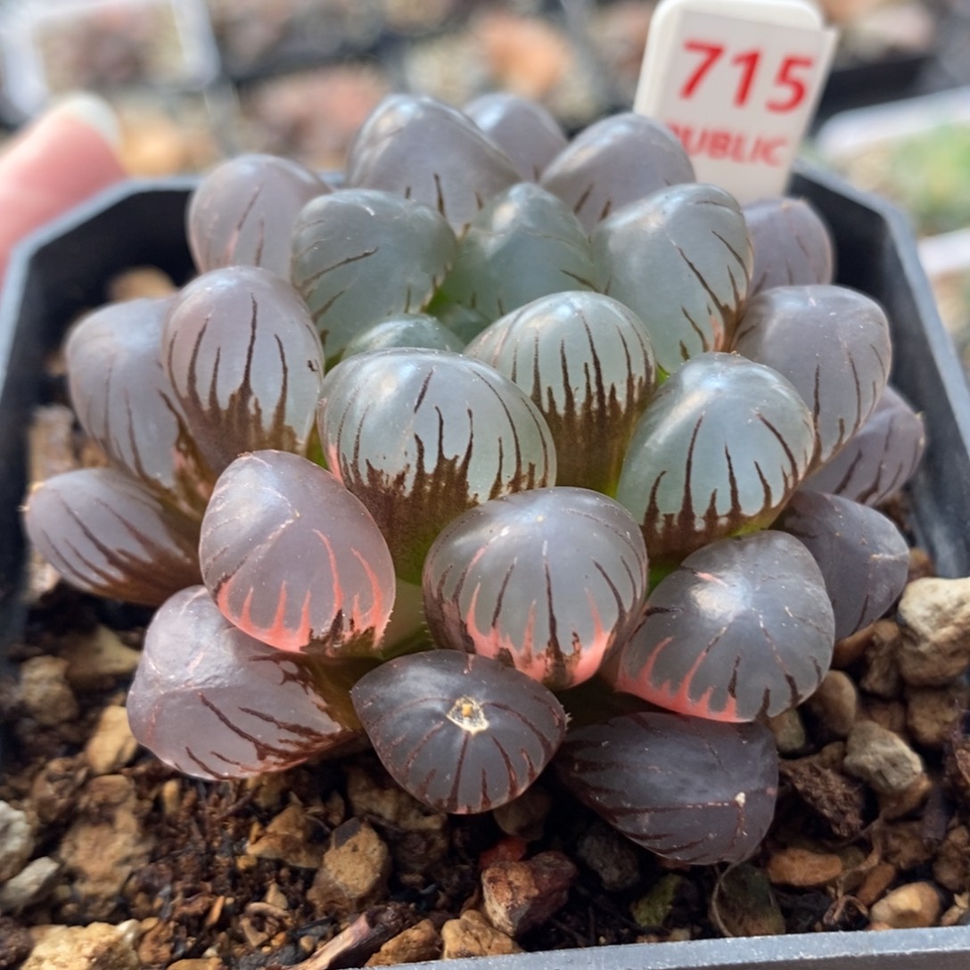 715冰灯锦一物一拍