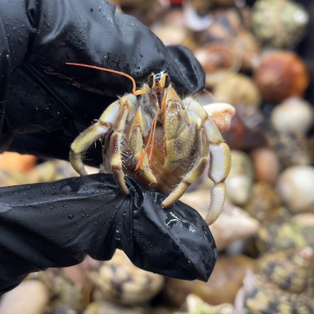 不退不换谢谢支持5