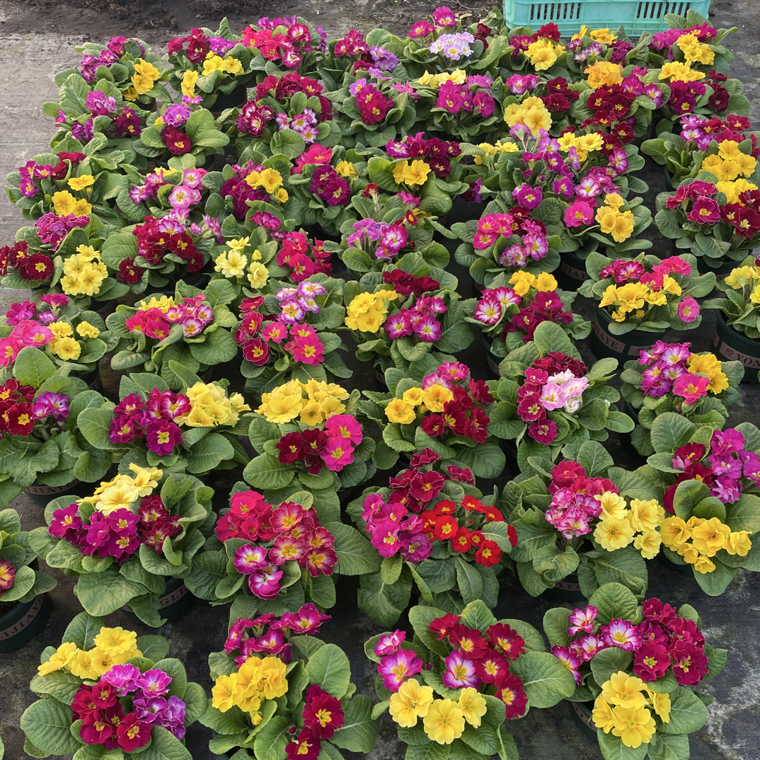 报春花盆栽带花苞发货冬季耐寒四季开花带香味阳台庭院花卉